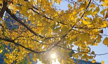 潜在草丛中的那一抹光芒