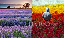 世界上最美的人