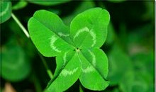 寻找三叶草