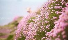 遥望那朵云作文