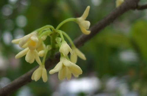我喜欢桂花香味