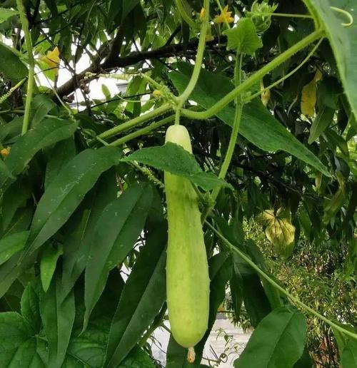 争吵在菜园里