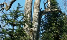 傲然屹立的中国之树