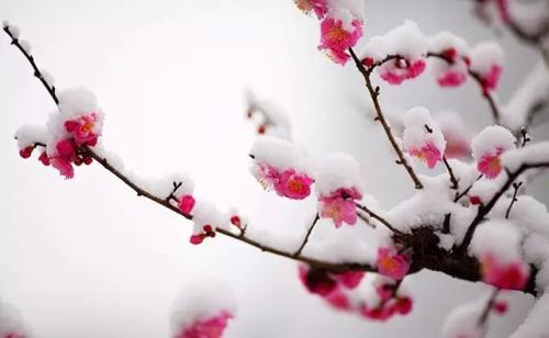 在雪中叹了口气