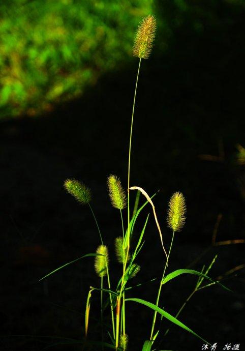 一只小草