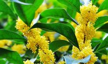 我爱故乡的桂花