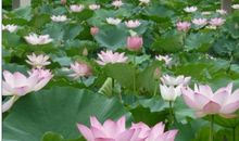 感恩的花开在青草幽幽的路上