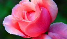 有种母爱叫奶奶