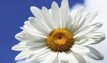 我是一朵娇艳的雏菊