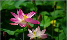 盛开的母爱莲花