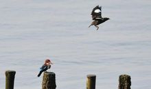 世界上没有笨鸟