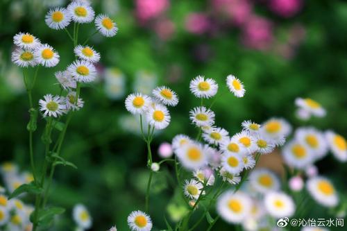在深刻的心中打开一朵花