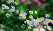 开在心灵深处的一朵花