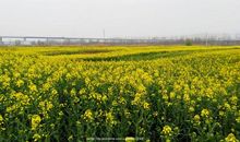 油菜花飘香