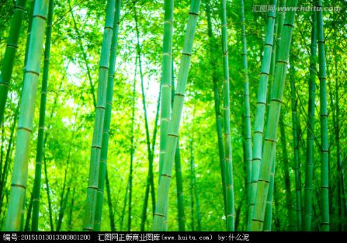 竹林