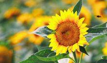 我心向阳何惧风霜