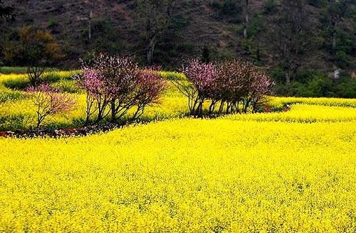 油菜籽花