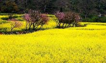 油菜花飘香的时光