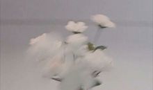 我真的没有心事