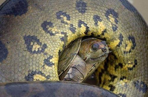 我是“杜尔兹·乌龟”