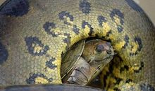 我与“乌龟大爷”