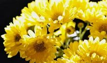 从诗词中窥见万里浮华