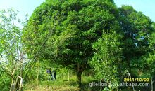 屋后的那棵桂花树