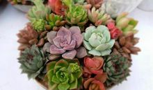 我家的小多肉植物