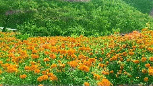 鲜花在记忆深度