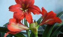 我们班的“火爆辣椒”