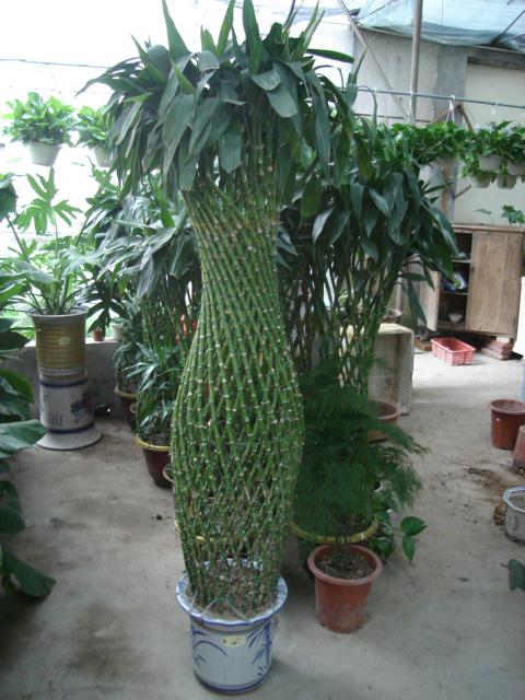 我喜欢植物富人