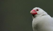 三年级的白文鸟