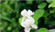 遇见茉莉花般的小姑娘