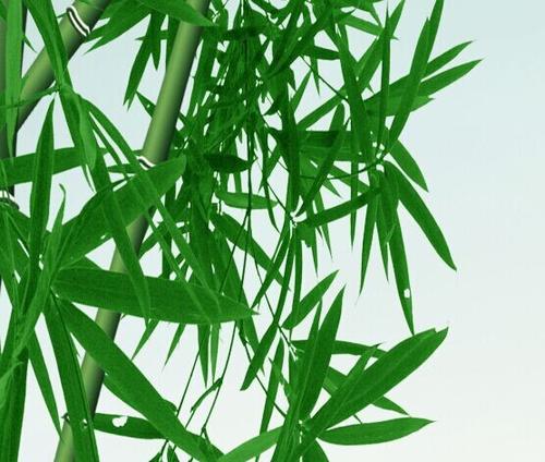 我的朋友竹子