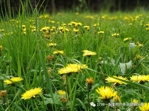 那野花