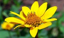 我家小区的花儿