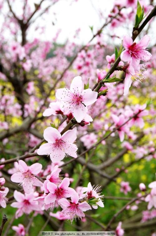 我最喜欢的植物桃花
