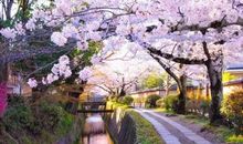 感恩的花开在你我相遇的路上