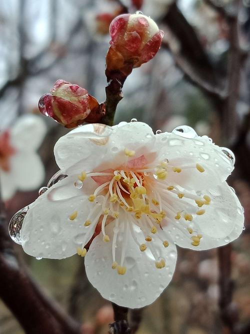 春雨春雪