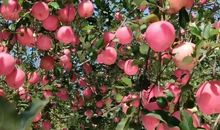 怎一个吃字了得