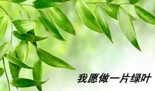 我要做一片绿叶