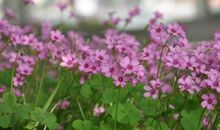 枯萎绚烂的记忆花