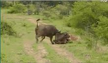 我再也不敢惹牛了