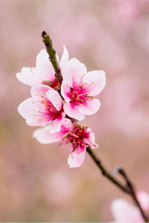 每朵花都不错