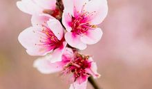 不错过每朵花开