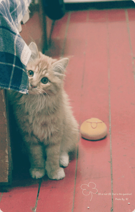 小猫，我想你。