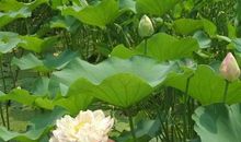 风雨也是一种养料