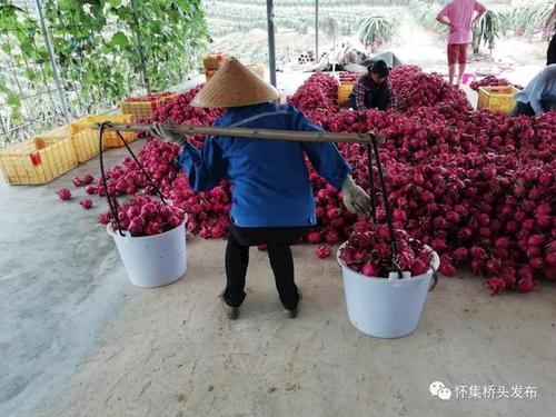龙果在舌尖上