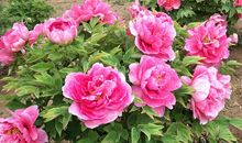 爱是永恒的旋律