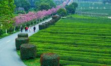 在春天的怀抱里